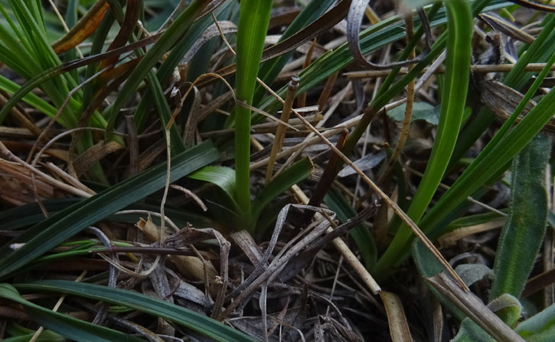 Carex baldensis - Cyperaceae